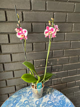 Orquídea Palamos | Floraflor