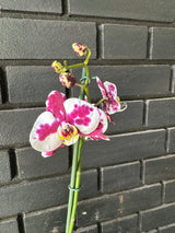 Orquídea Palamos | Floraflor