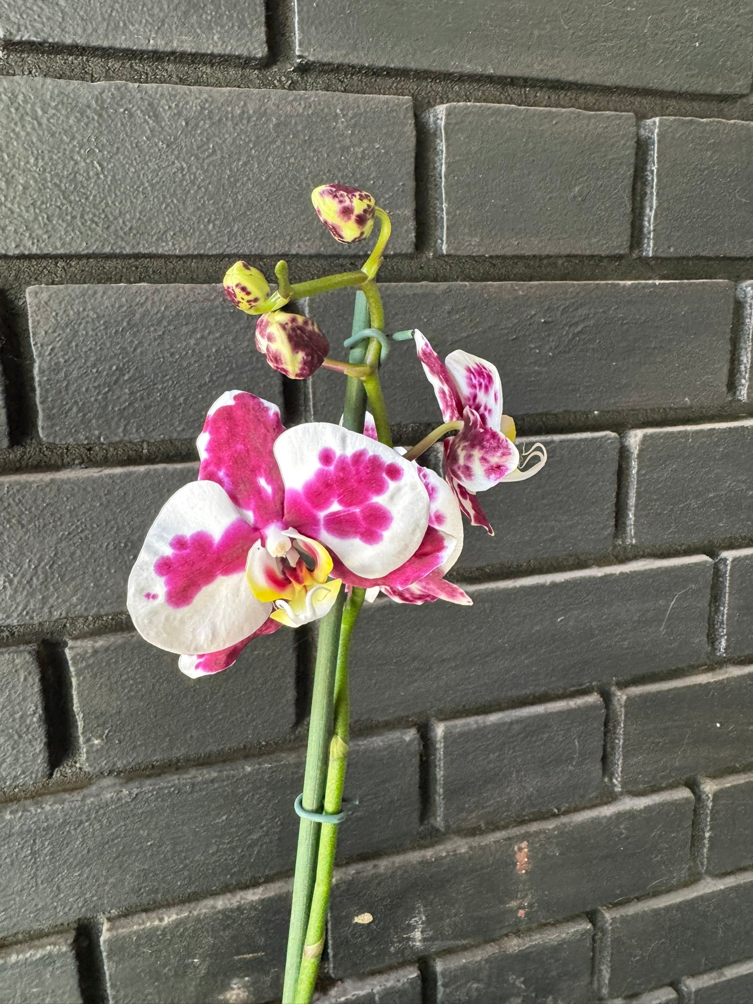 Orquídea Palamos | Floraflor