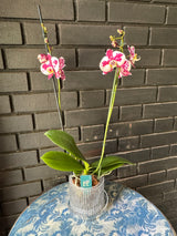 Orquídea Palamos | Floraflor