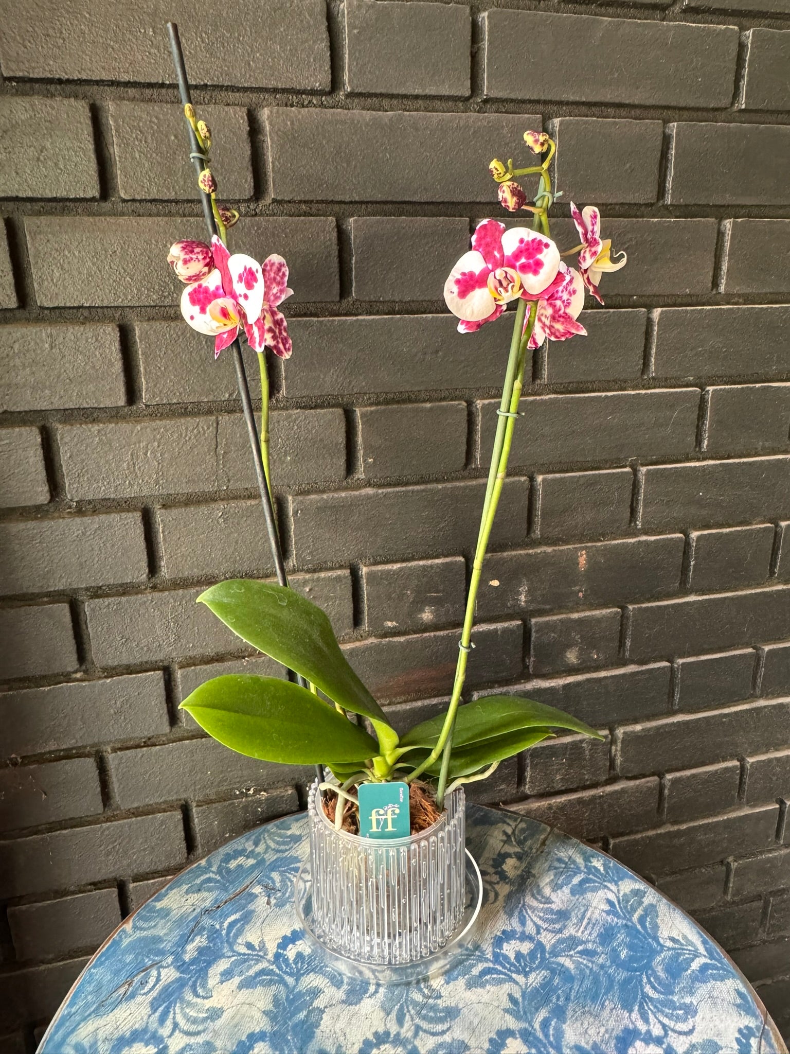 Orquídea Palamos | Floraflor