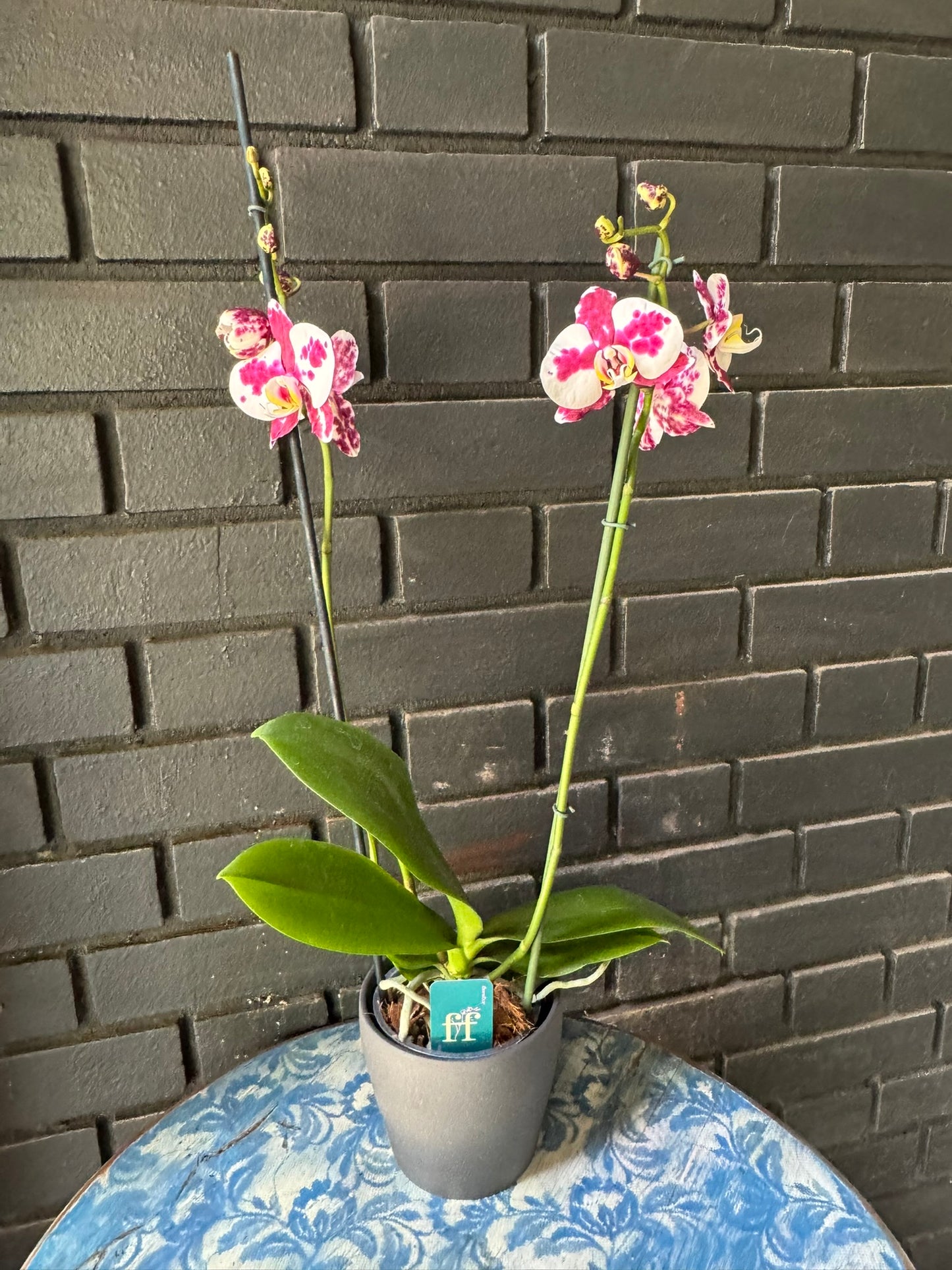 Orquídea Palamos | Floraflor