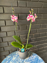 Orquídea Palamos | Floraflor