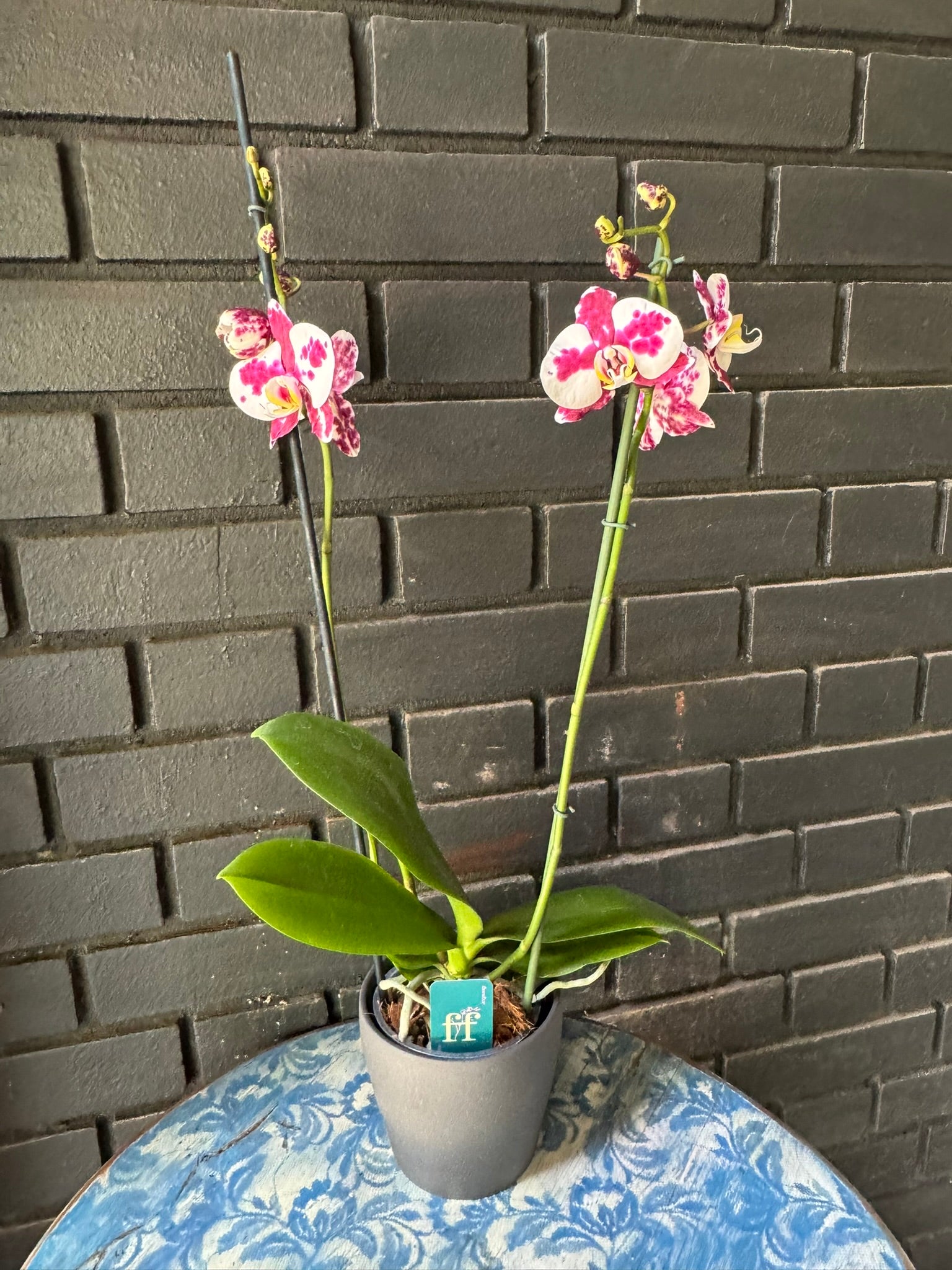 Orquídea Palamos | Floraflor