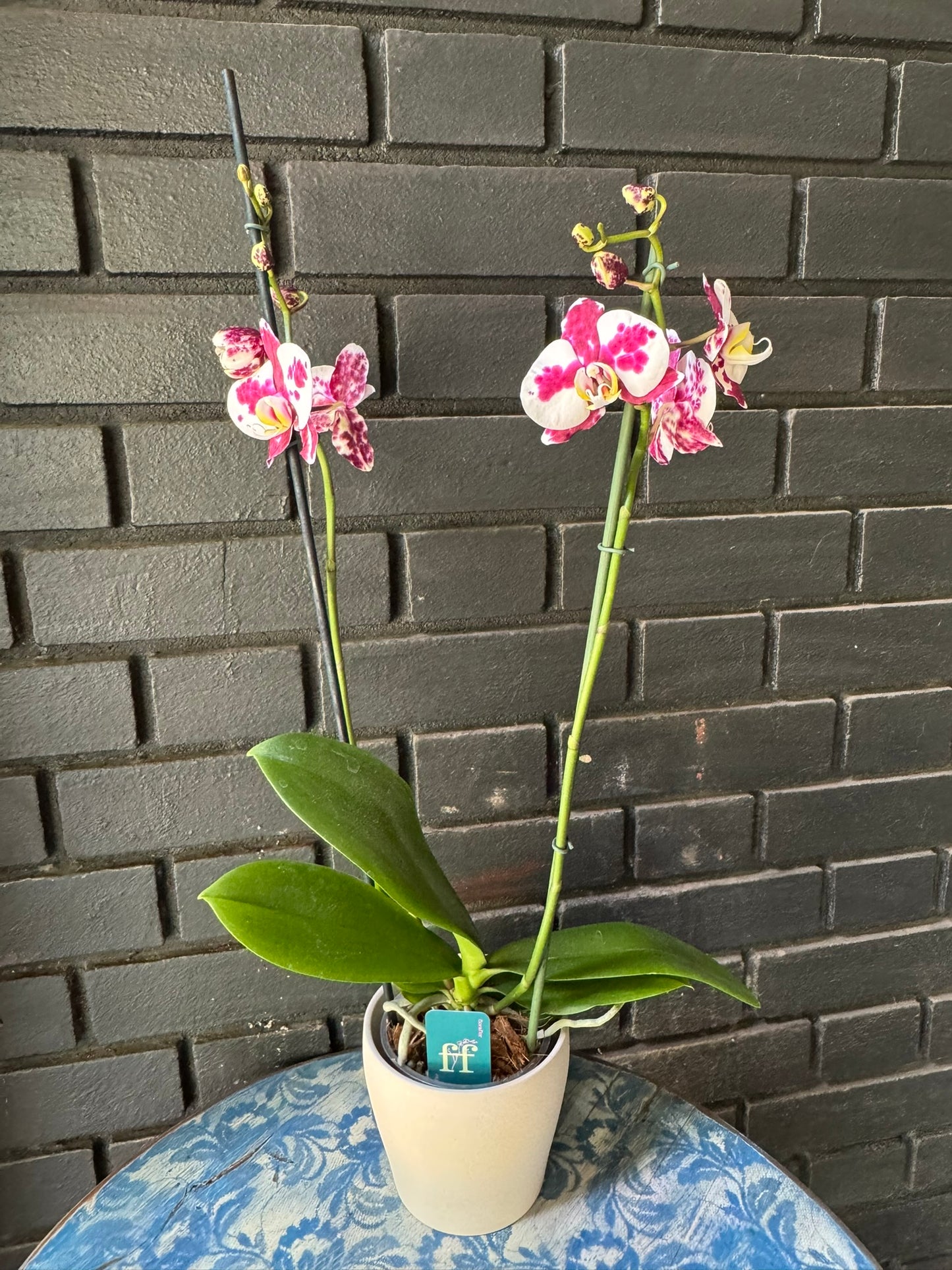 Orquídea Palamos | Floraflor