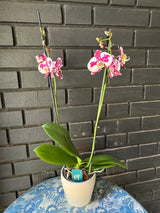 Orquídea Palamos | Floraflor