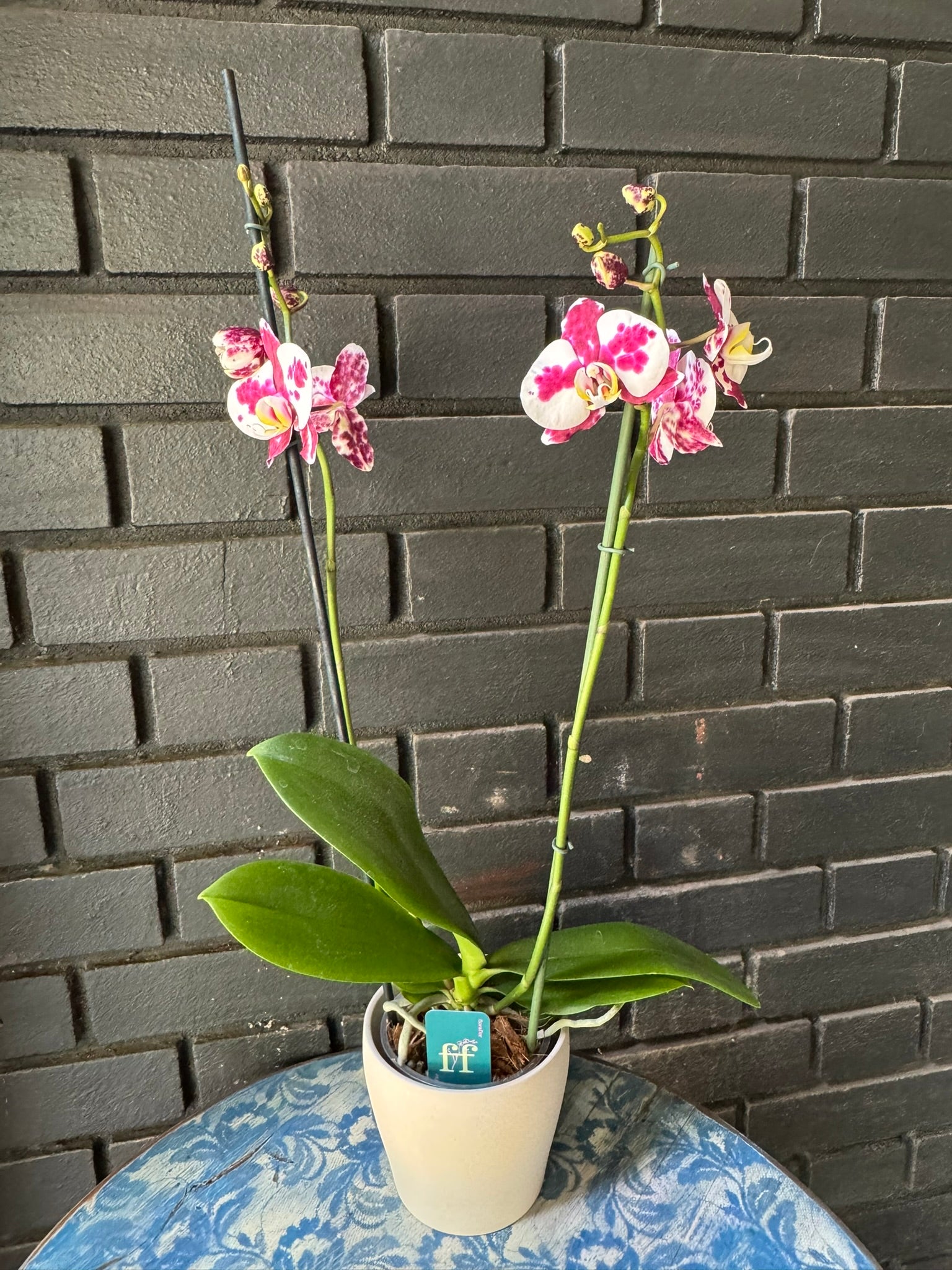 Orquídea Palamos | Floraflor