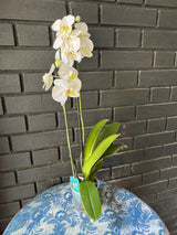 Orquídea Leeds | Floraflor