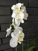 Orquídea Leeds | Floraflor