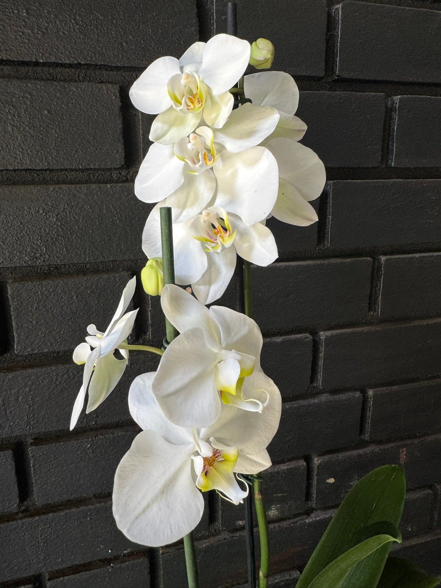 Orquídea Leeds | Floraflor