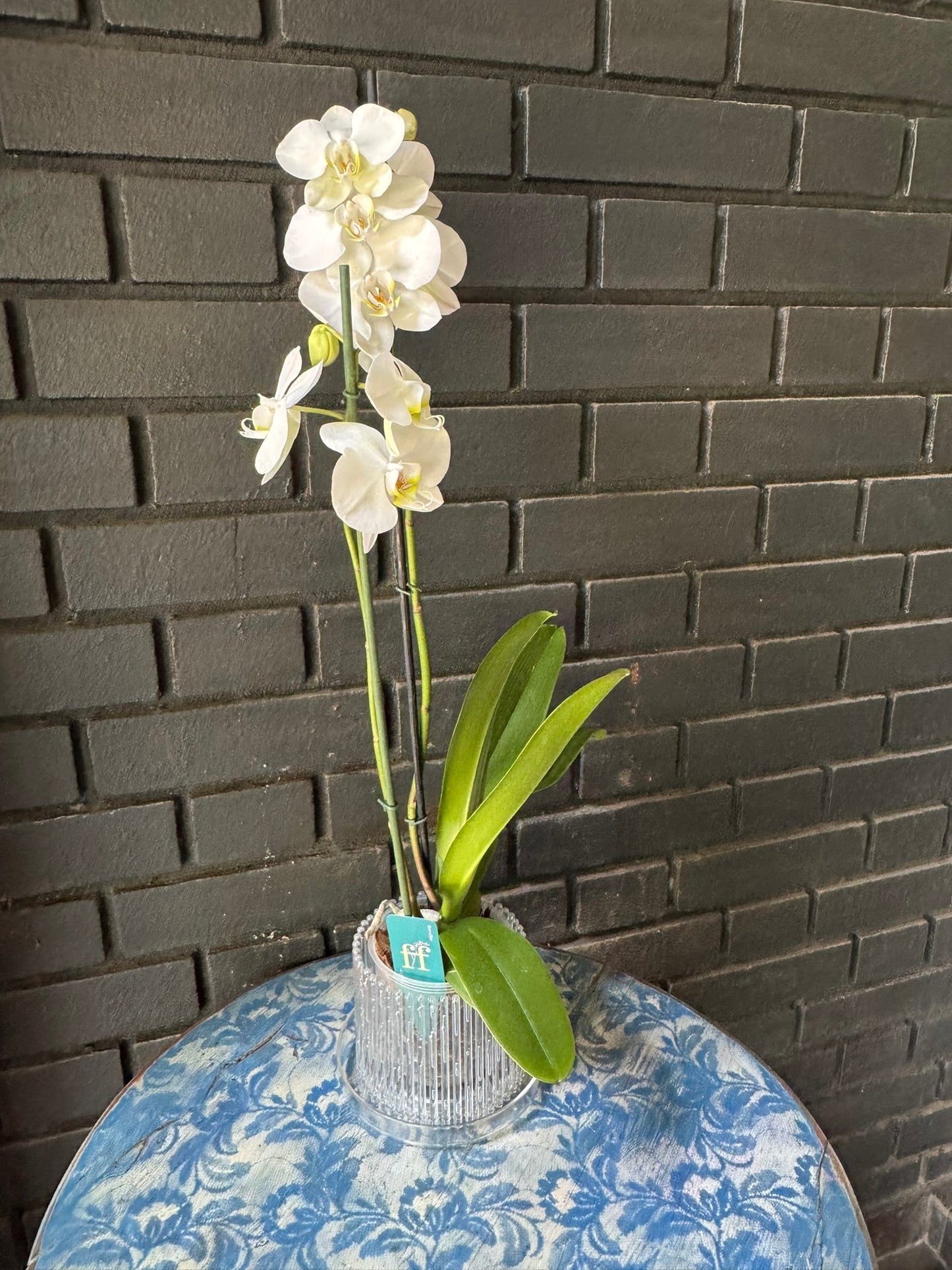 Orquídea Leeds | Floraflor