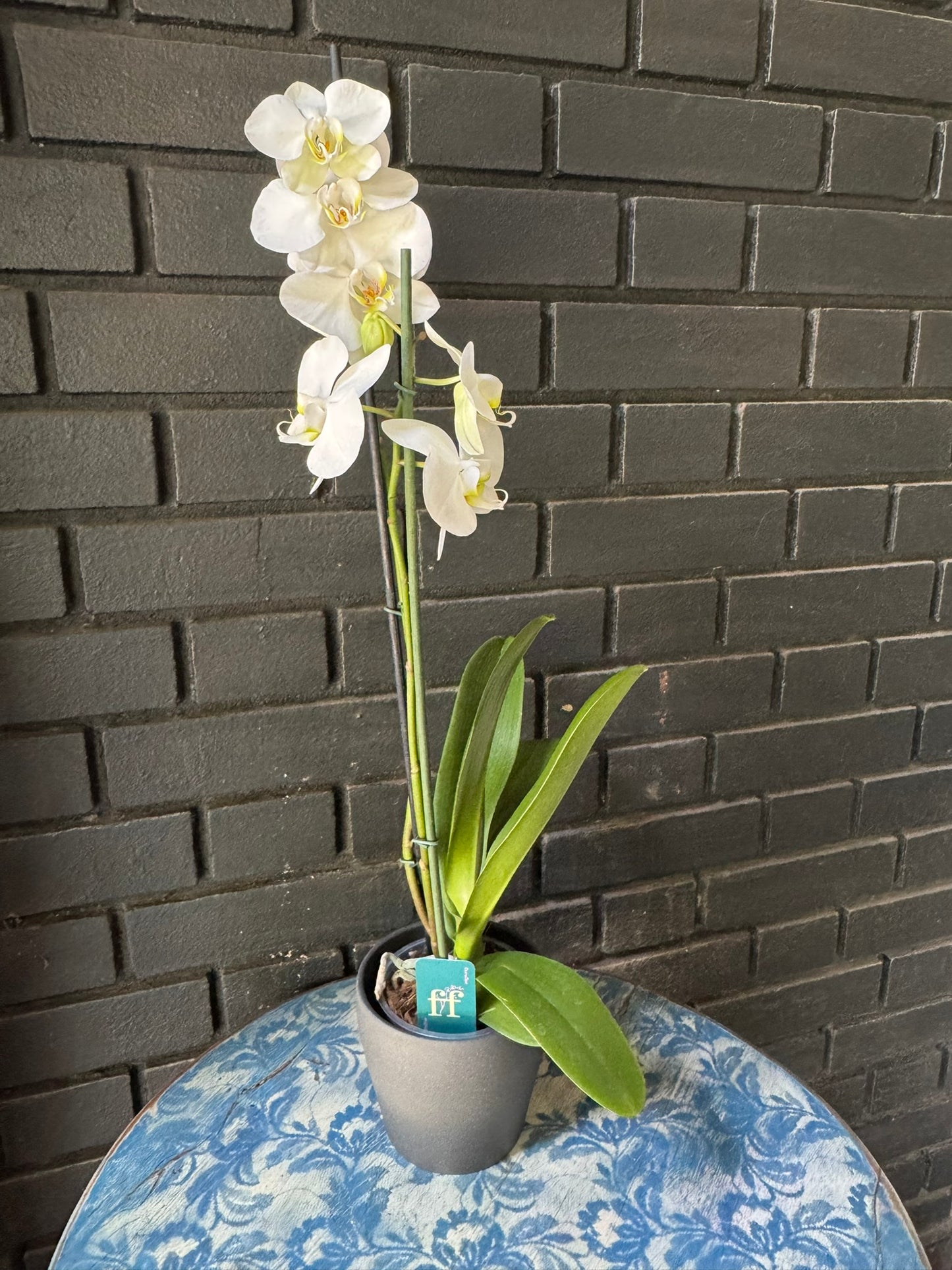 Orquídea Leeds | Floraflor