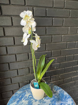 Orquídea Leeds | Floraflor