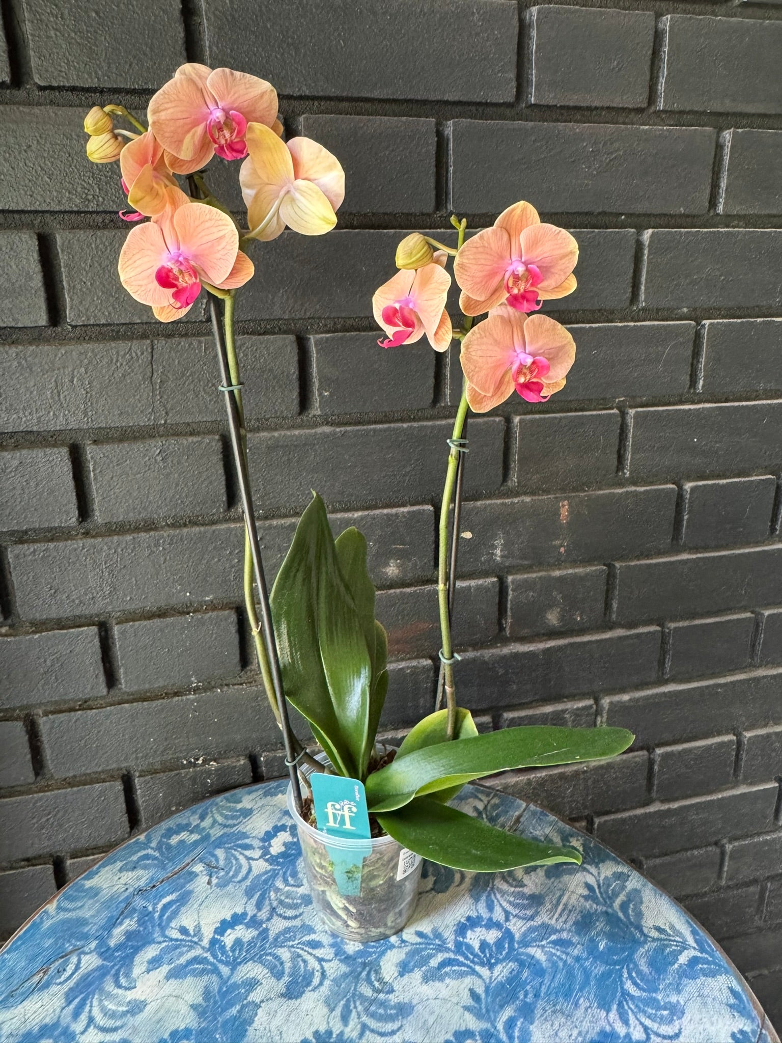 Orquídea Carribean Dream | Floraflor