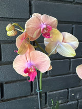 Orquídea Carribean Dream | Floraflor