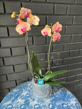 Orquídea Carribean Dream | Floraflor