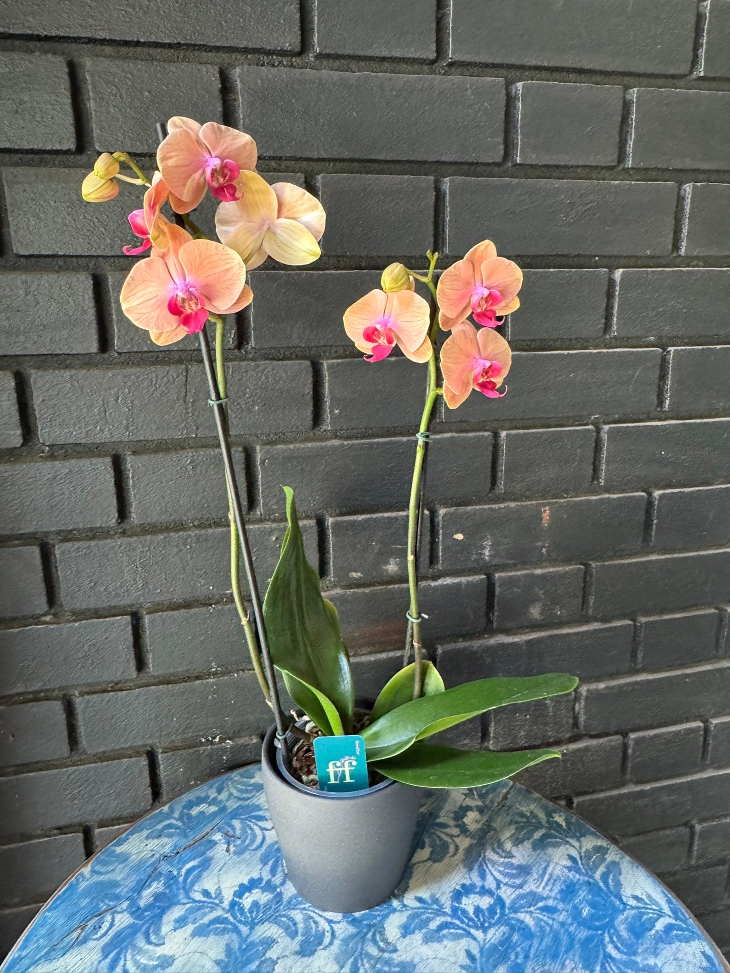 Orquídea Carribean Dream | Floraflor