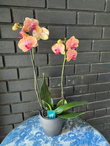 Orquídea Carribean Dream | Floraflor