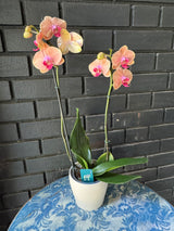 Orquídea Carribean Dream | Floraflor