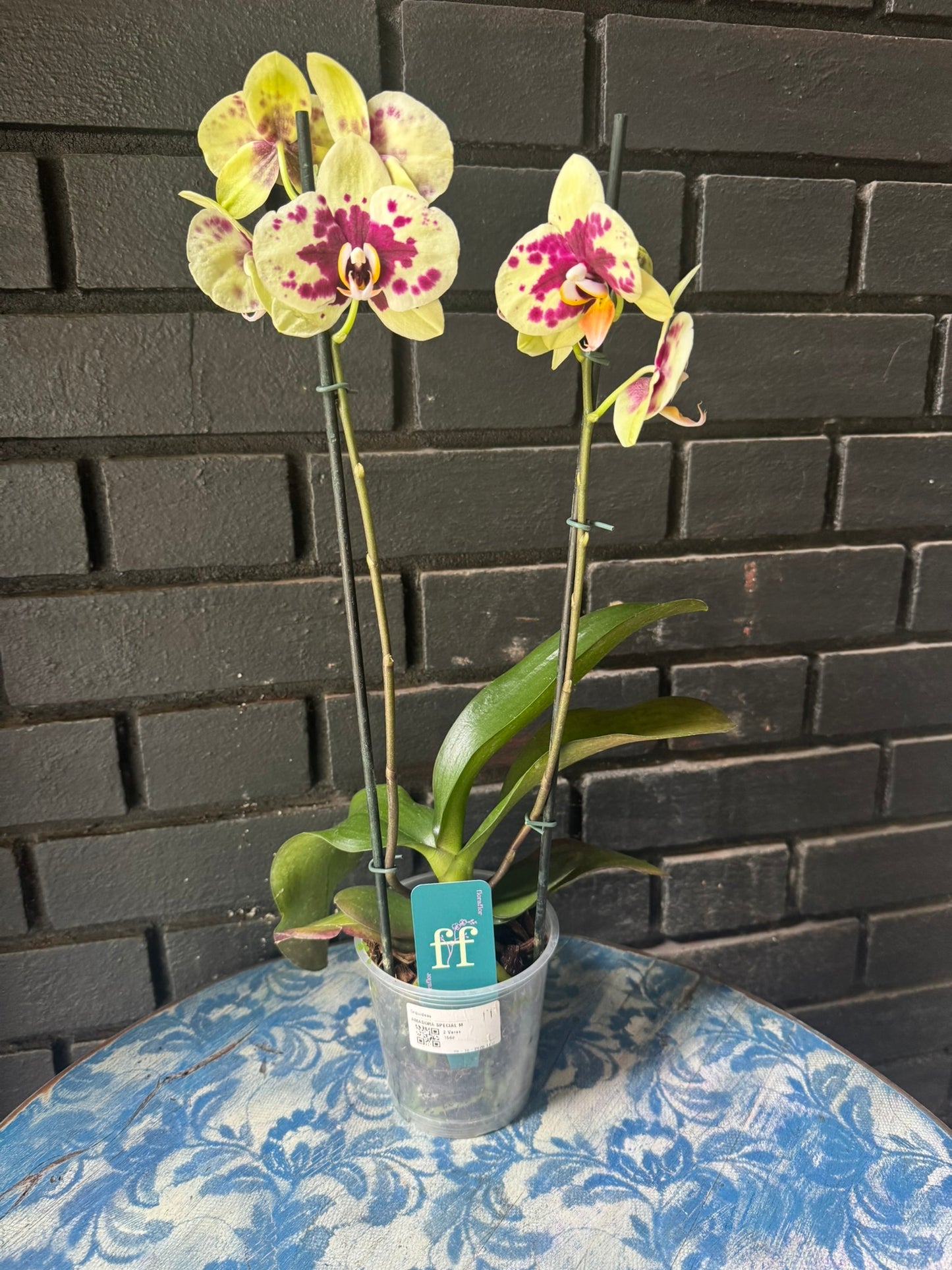 Orquídea Amadora | Floraflor