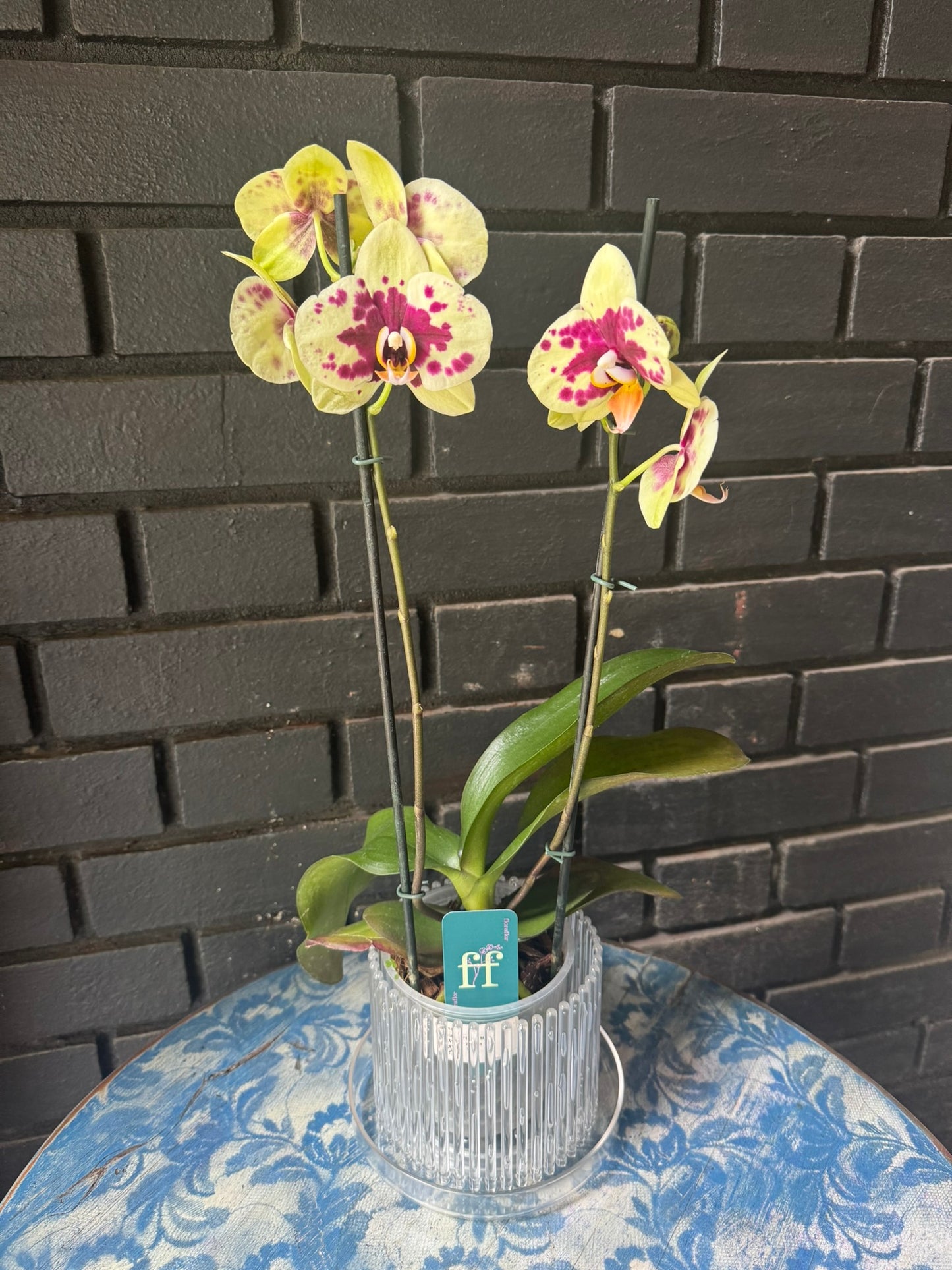 Orquídea Amadora | Floraflor