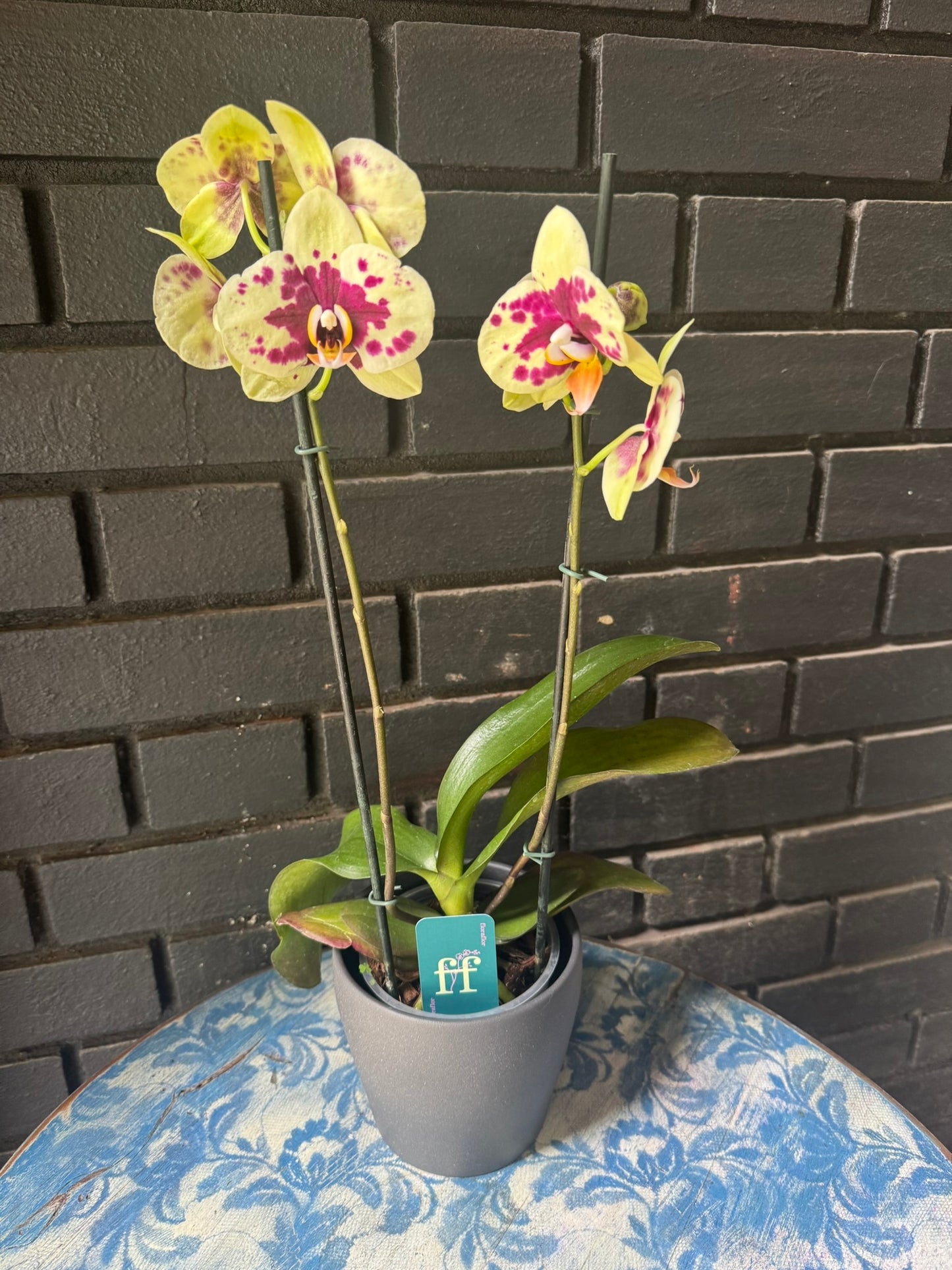 Orquídea Amadora | Floraflor