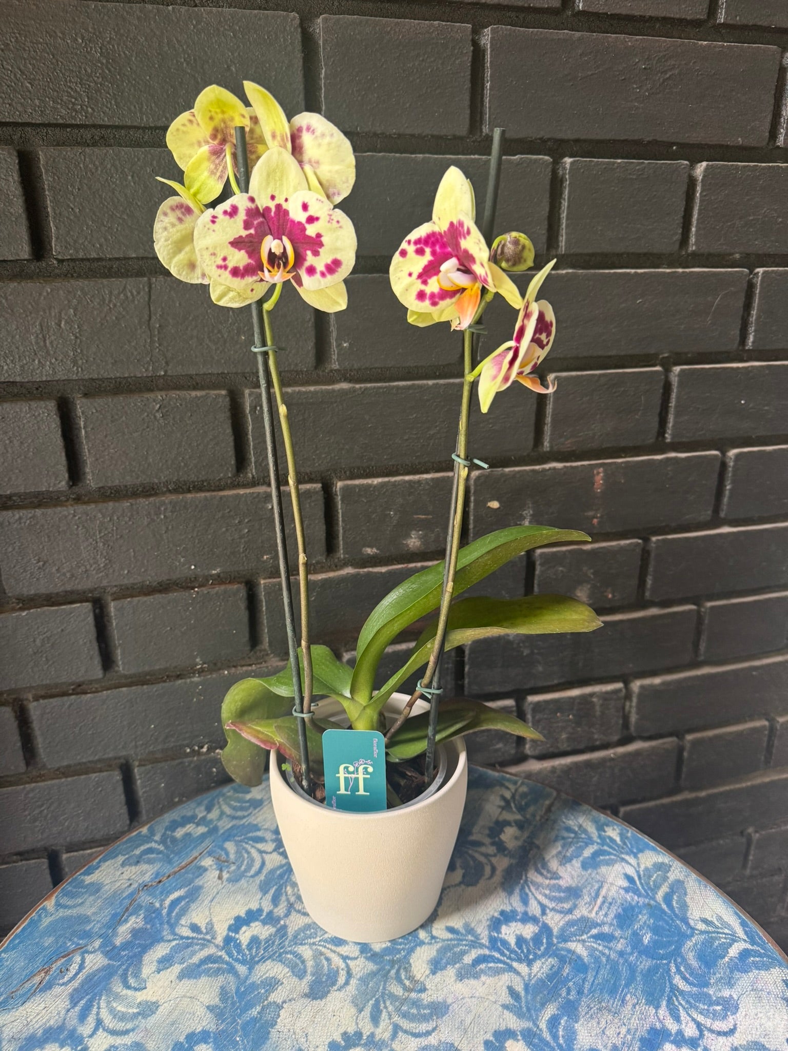 Orquídea Amadora | Floraflor