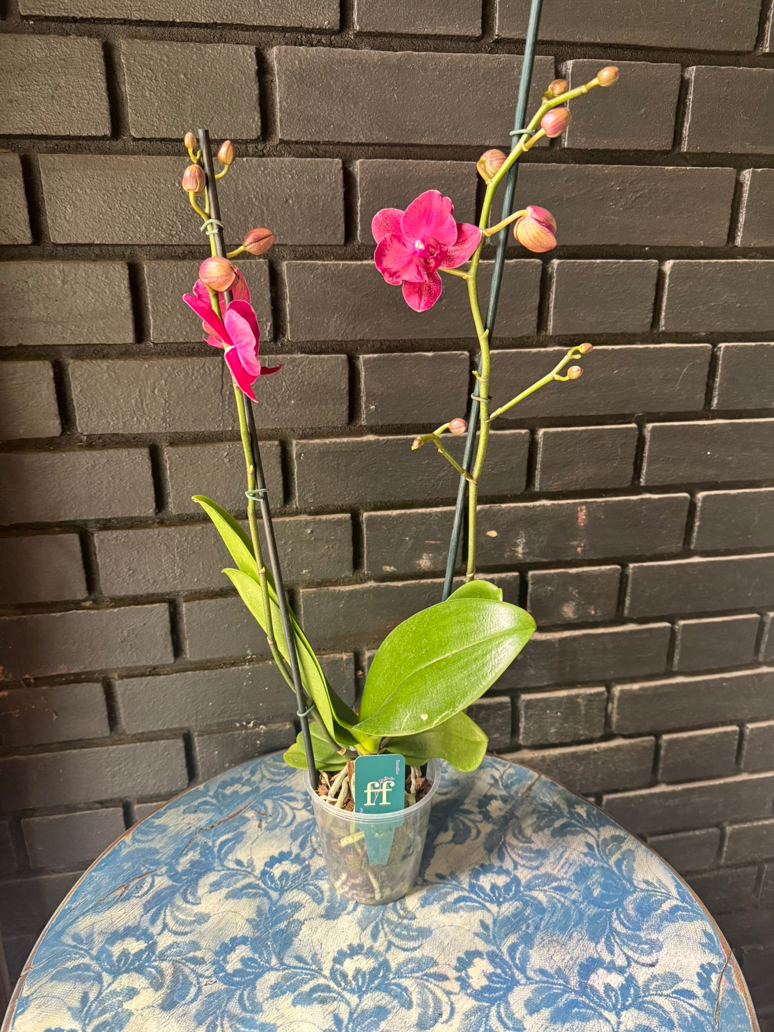 Orquídea Montreux | Floraflor