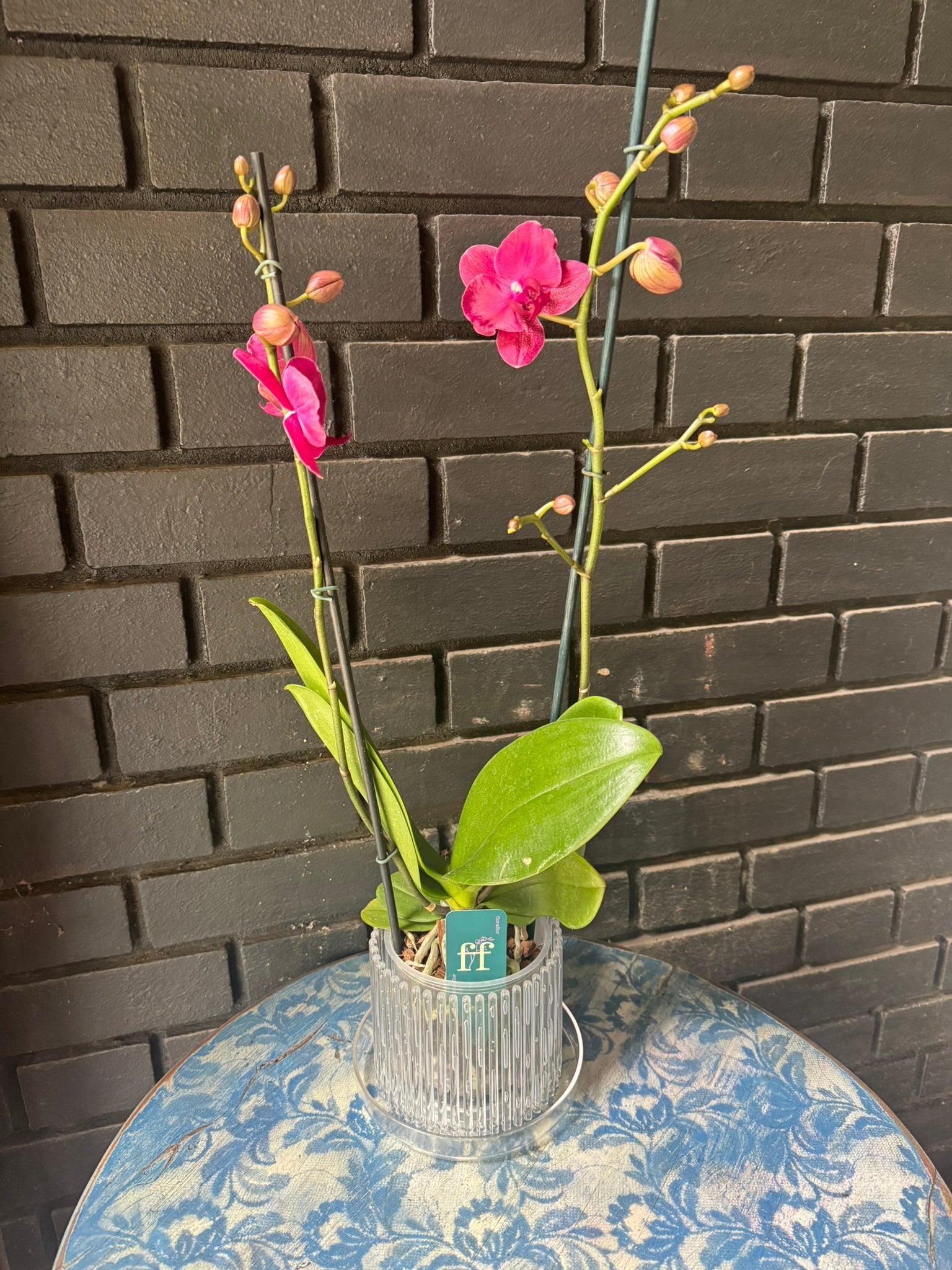 Orquídea Montreux | Floraflor