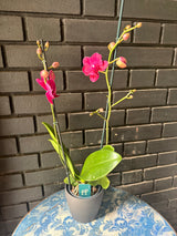 Orquídea Montreux | Floraflor