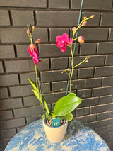 Orquídea Montreux | Floraflor