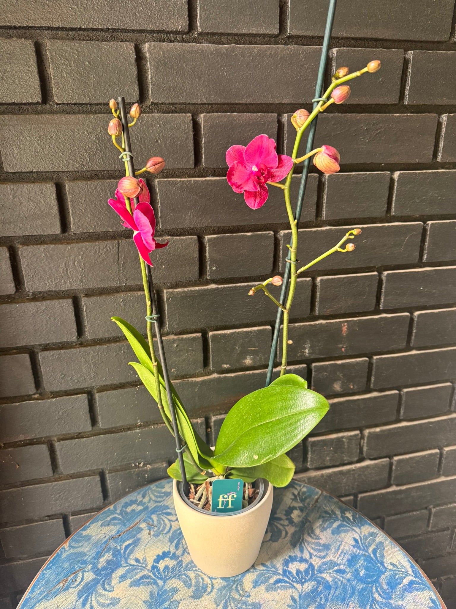 Orquídea Montreux | Floraflor