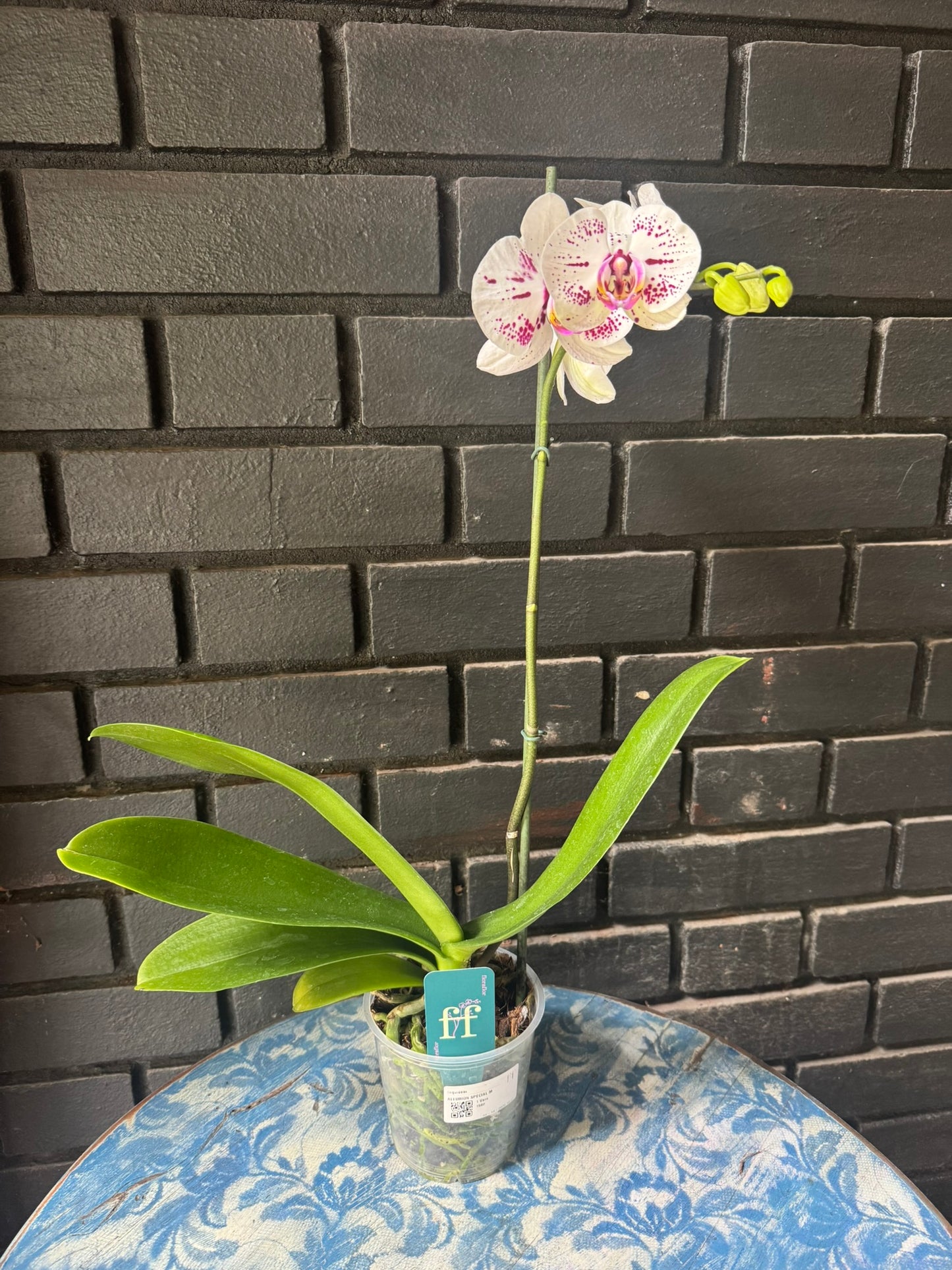 Orquídea Allurion | Floraflor