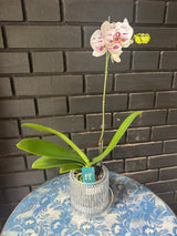 Orquídea Allurion | Floraflor