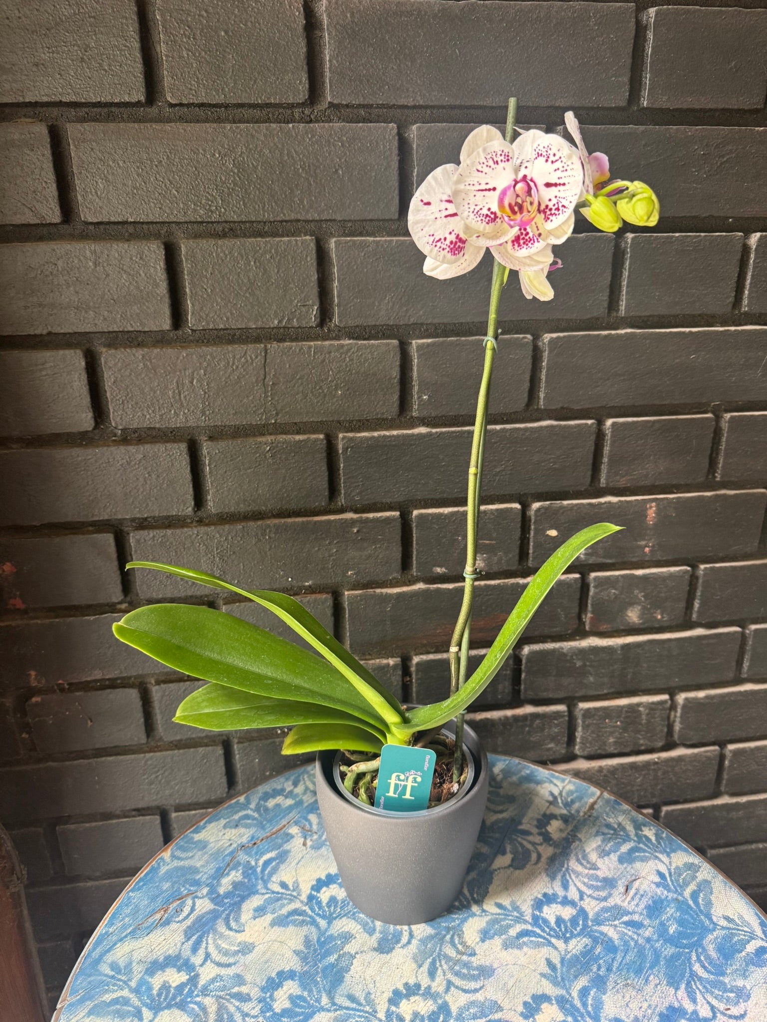 Orquídea Allurion | Floraflor