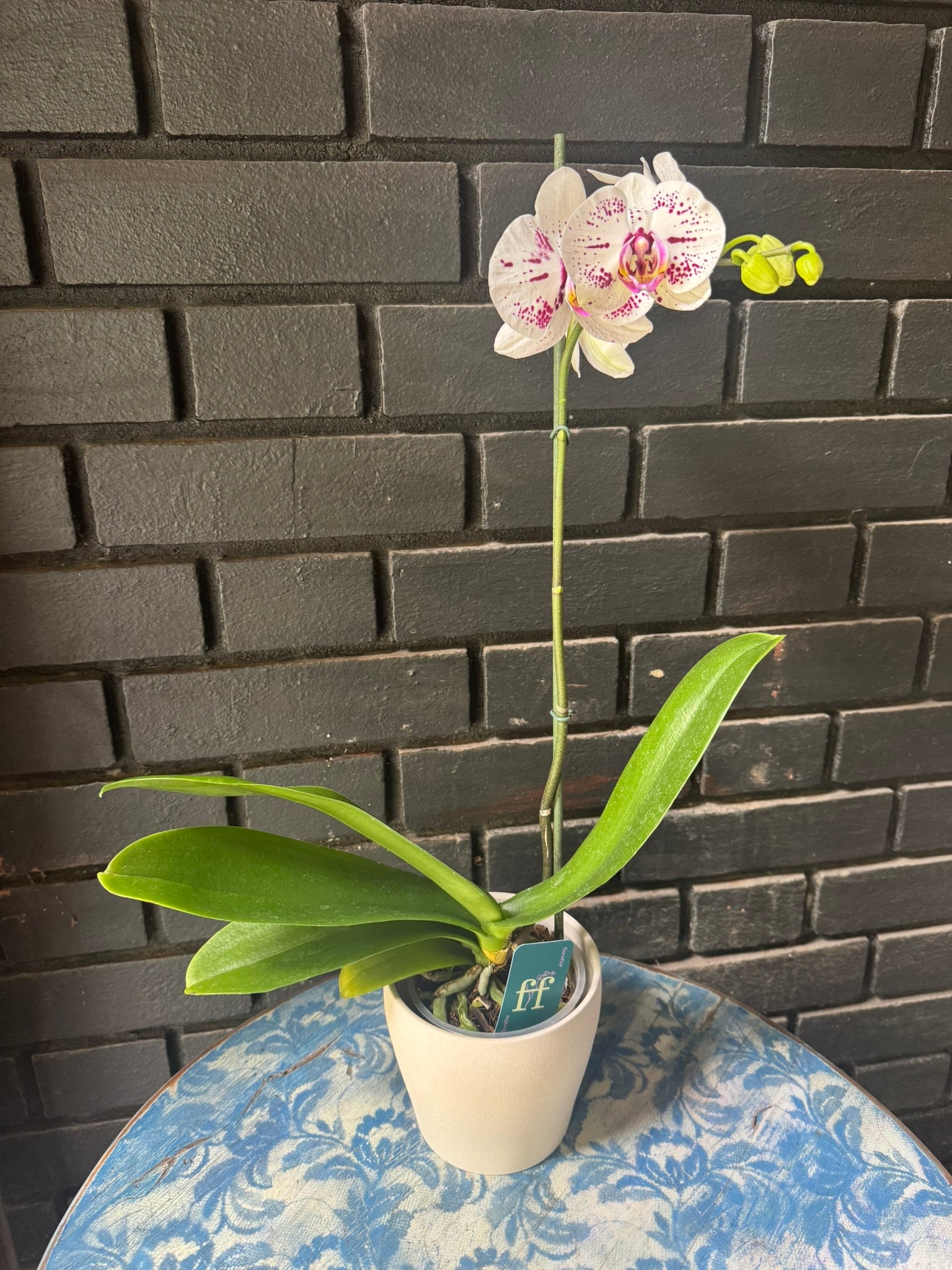 Orquídea Allurion | Floraflor