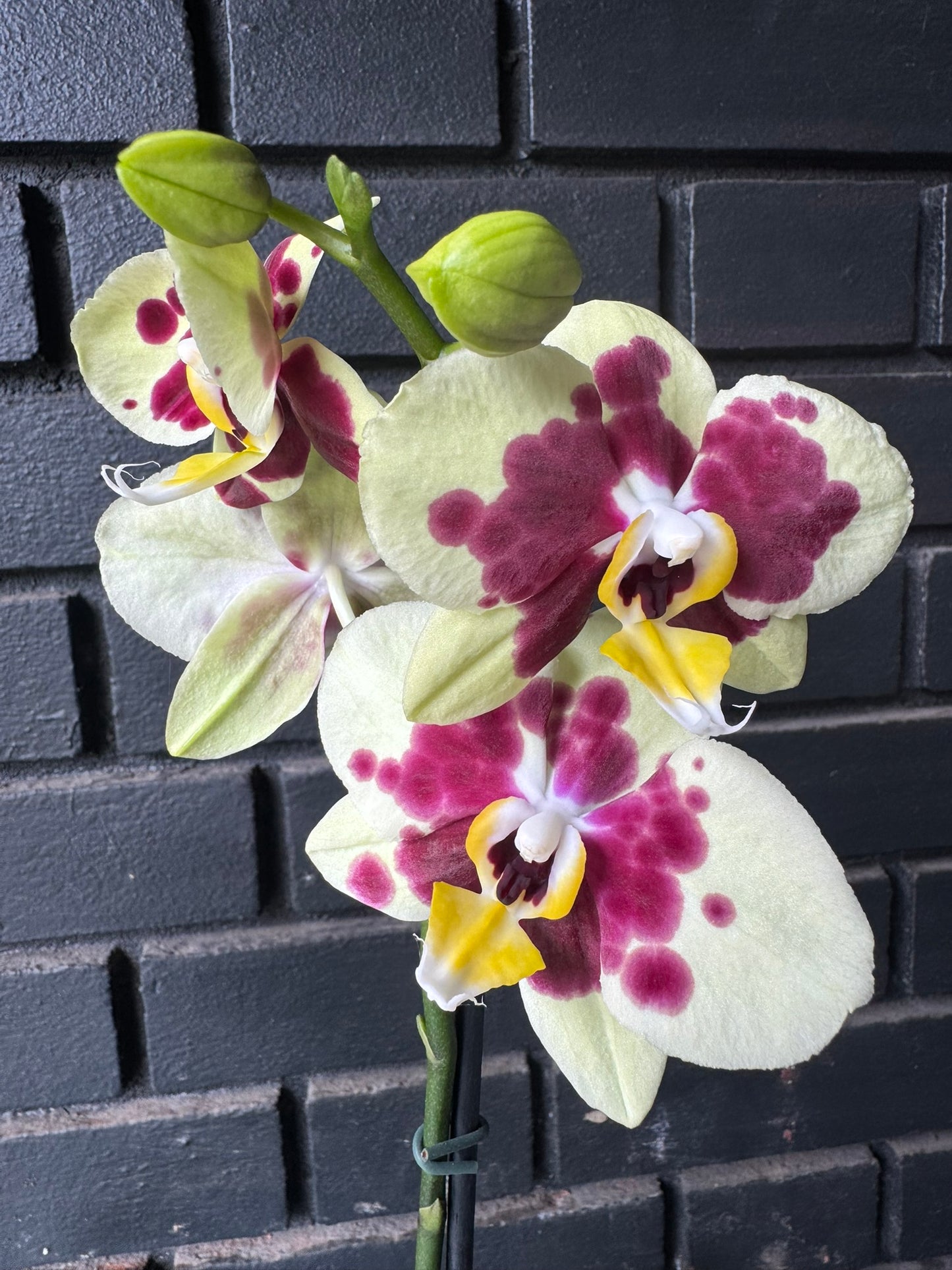 Orquídea Palamos | Floraflor