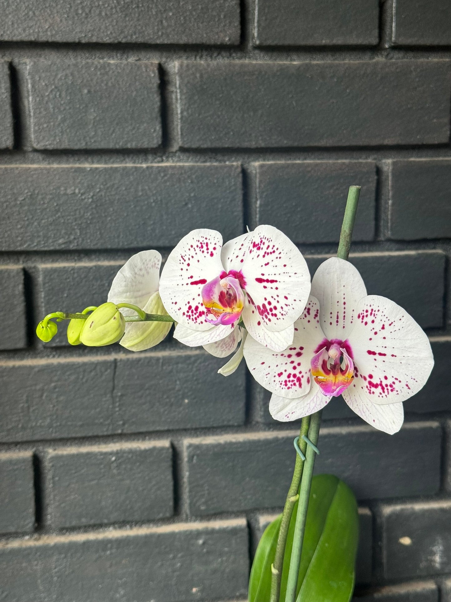 Orquídea Allurion | Floraflor