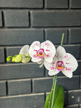 Orquídea Allurion | Floraflor