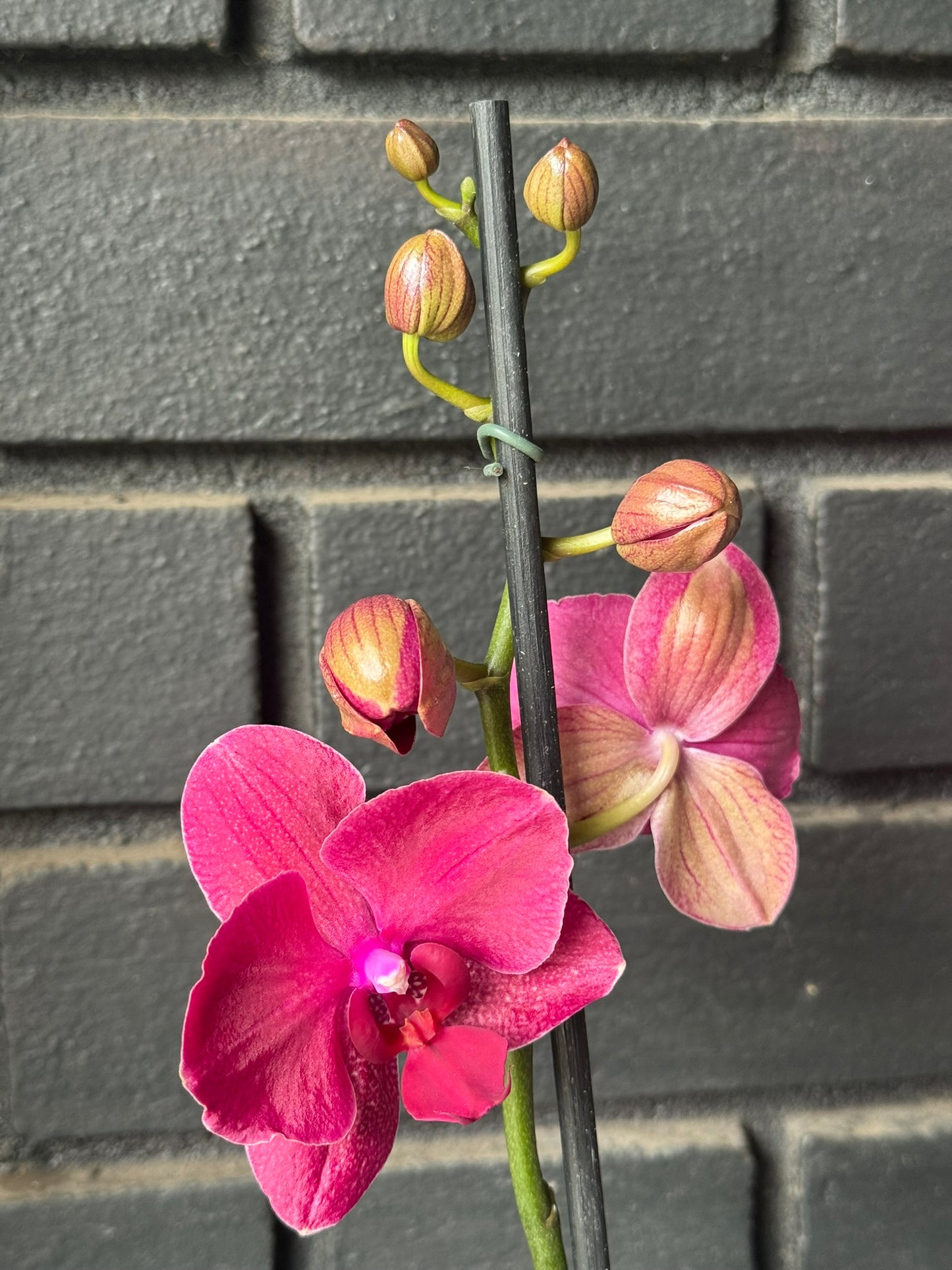 Orquídea Montreux | Floraflor