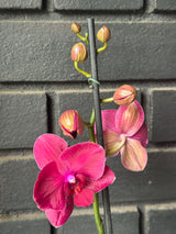 Orquídea Montreux | Floraflor