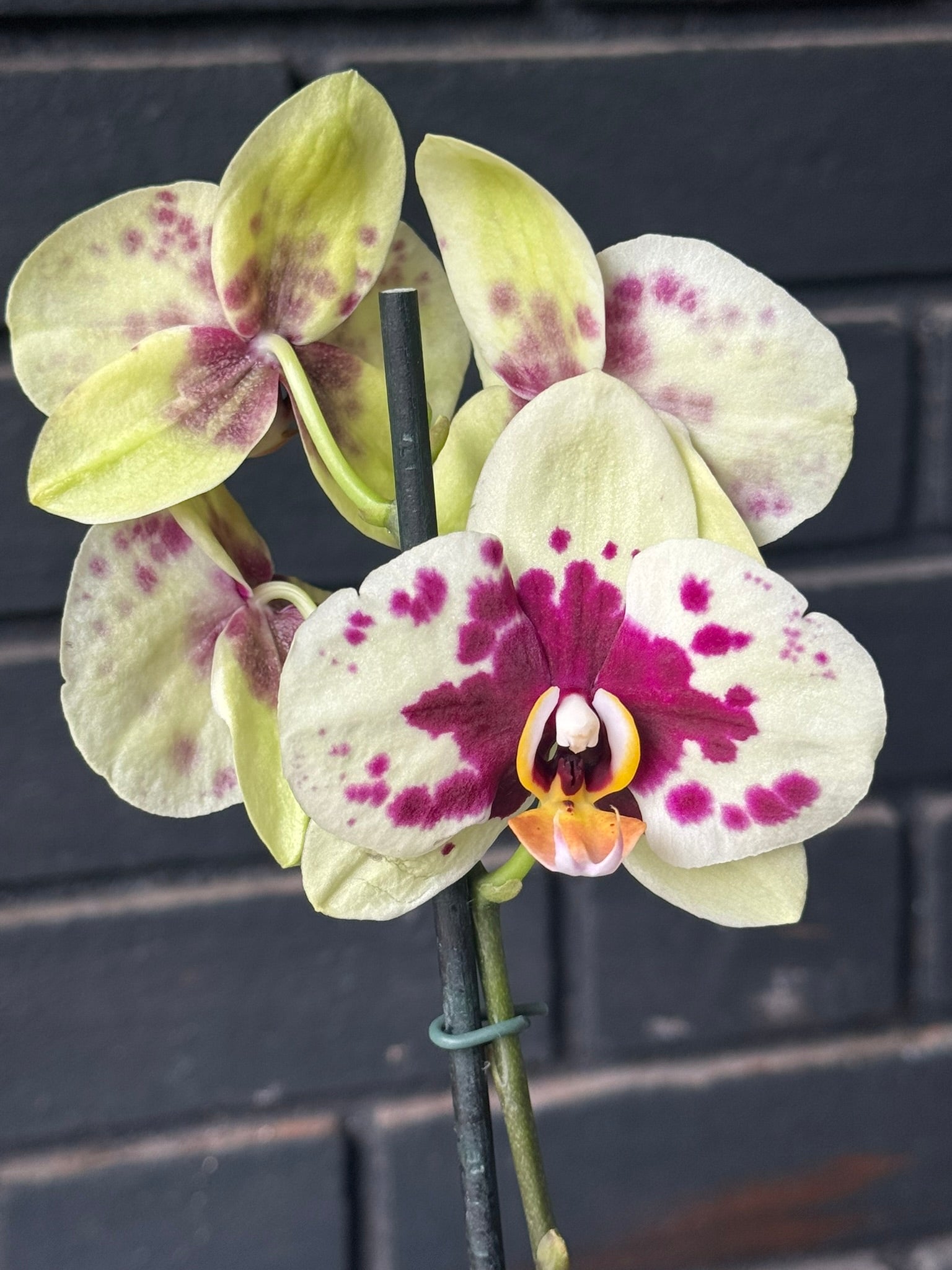 Orquídea Amadora | Floraflor