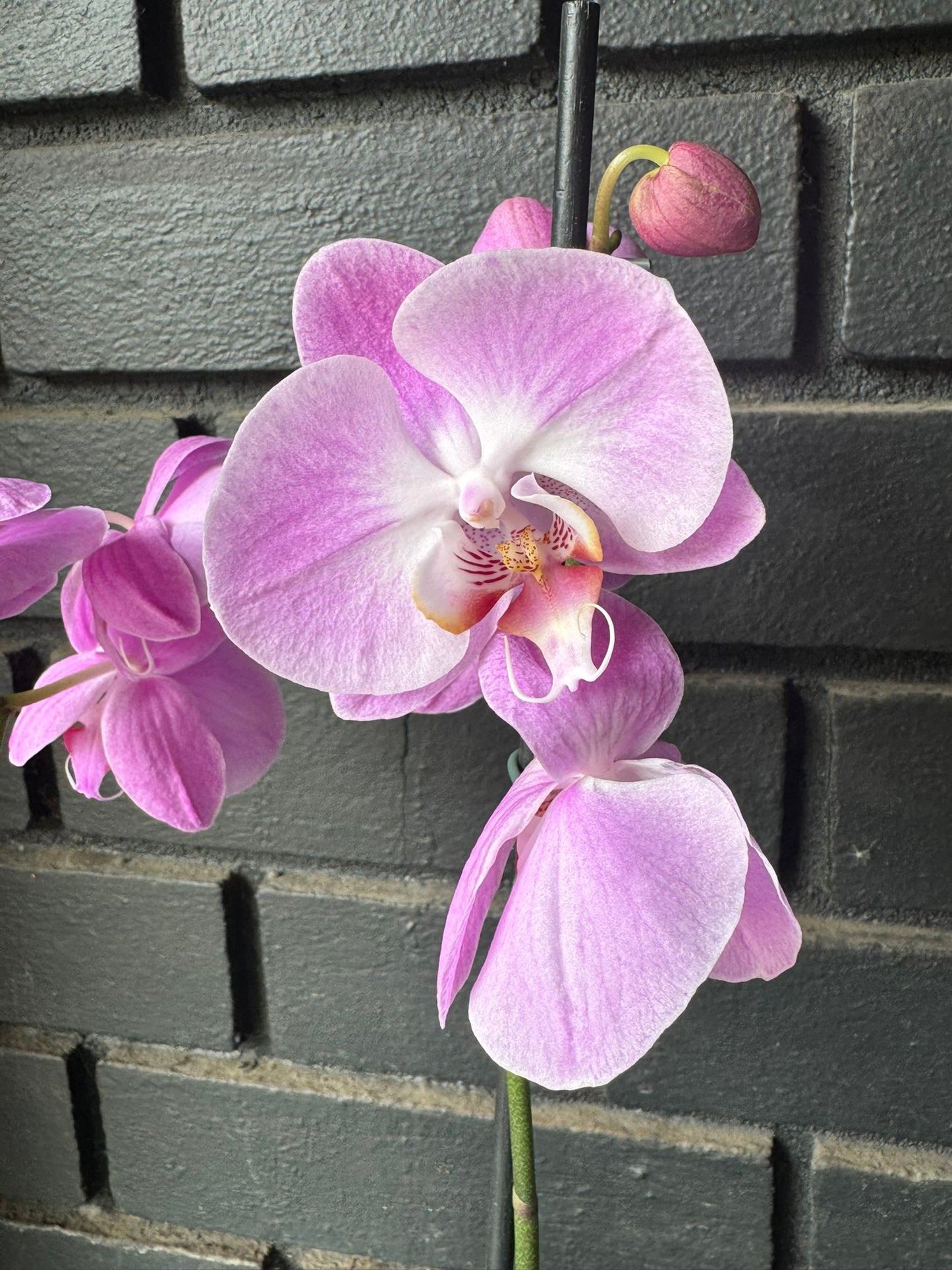 Orquídea Infinite Dreams | Floraflor