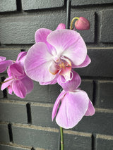 Orquídea Infinite Dreams | Floraflor