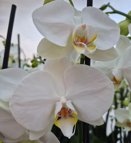 Orquídea Leeds | Floraflor