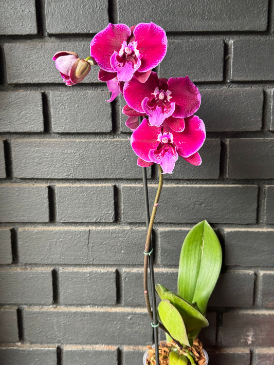 Orquídea Lembongan | Floraflor