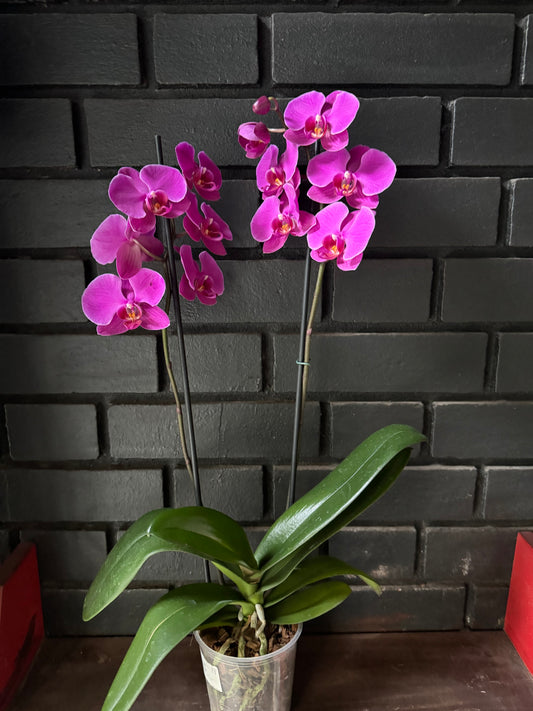 Orquídea Lusaka | Floraflor