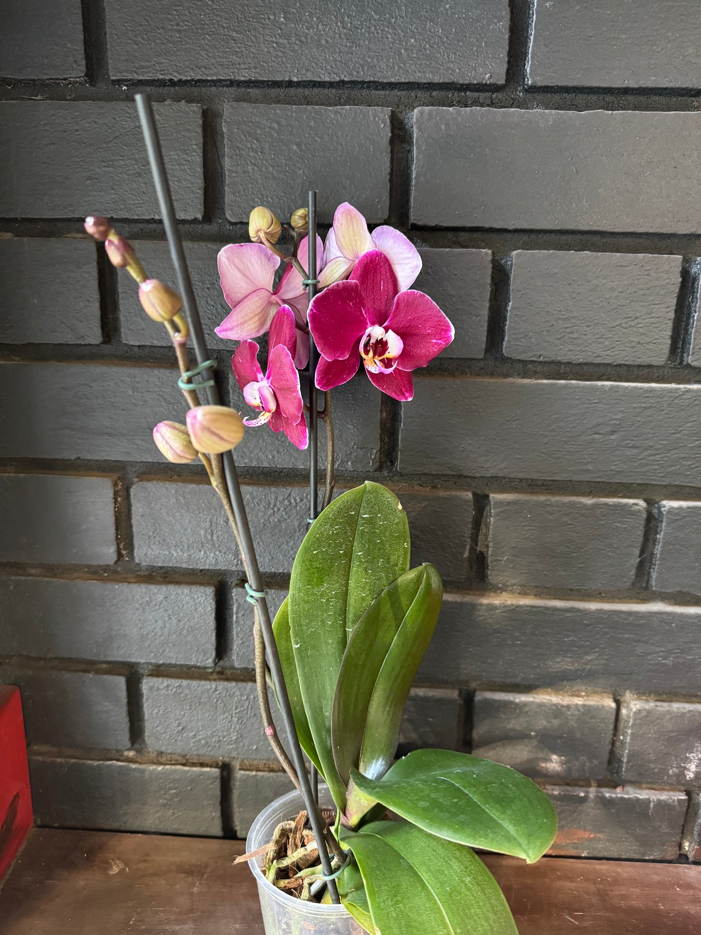 Orquídea Magdalena | Floraflor