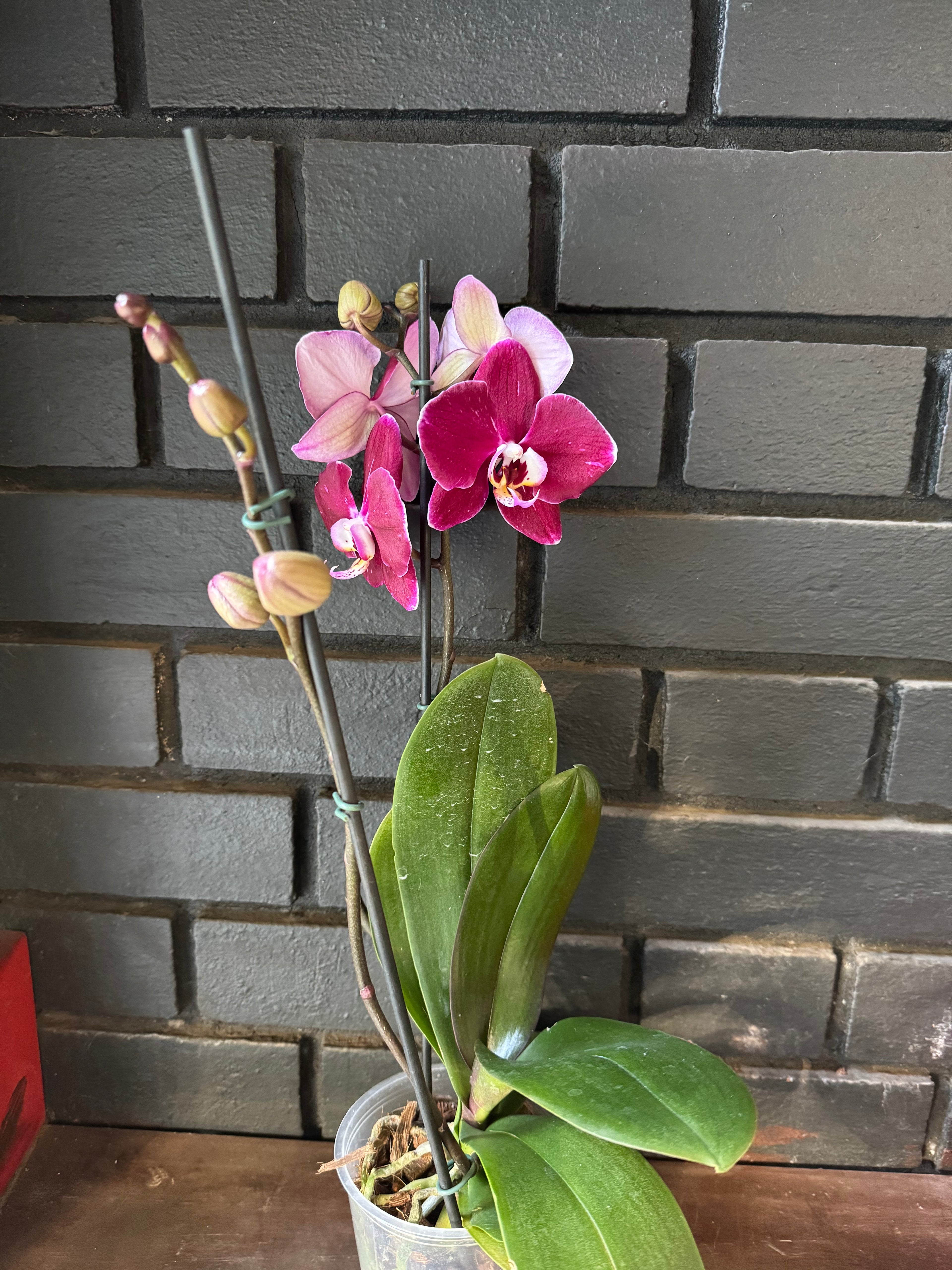Orquídea Magdalena | Floraflor