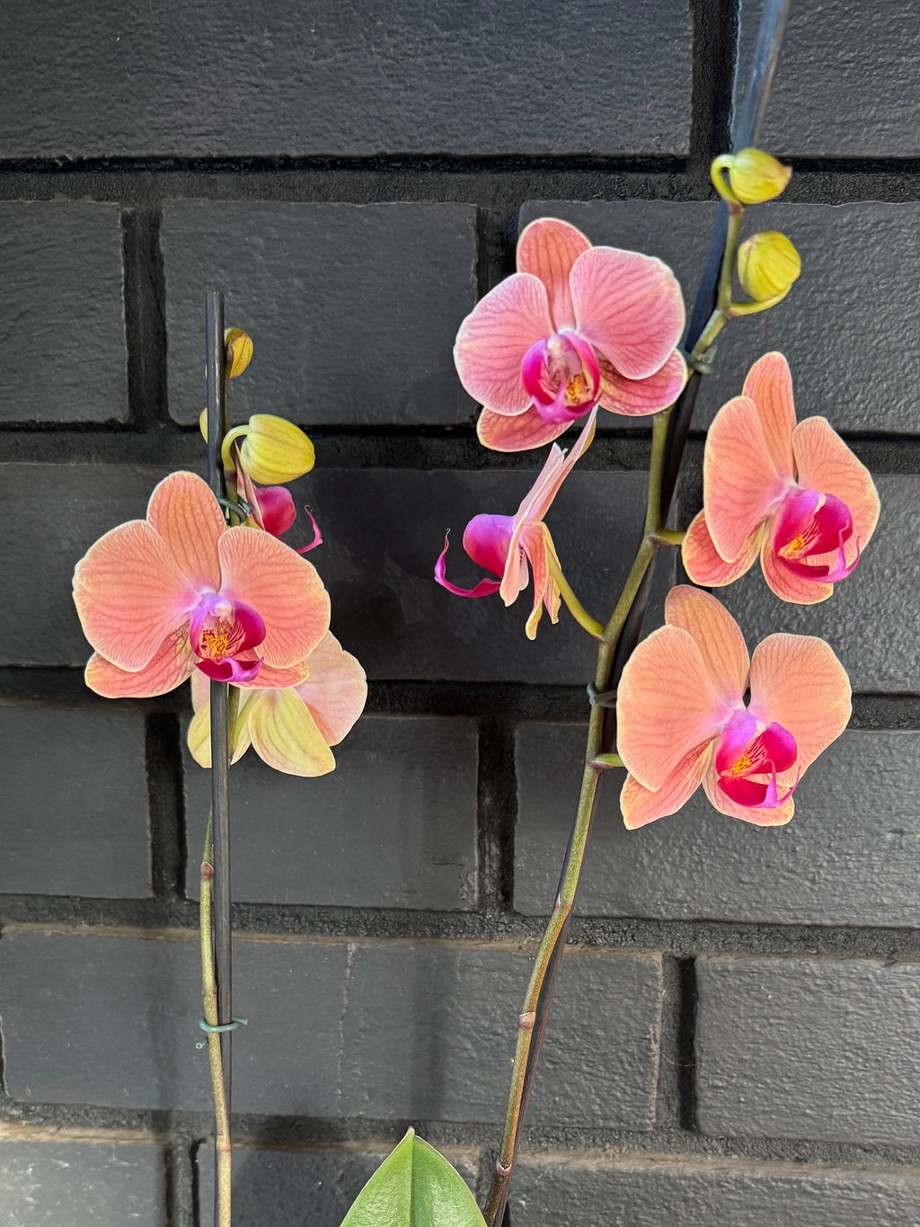 Orquídea Phalaenopsis Maribor 50–70 cm | Envío a todo Chile – Floraflor